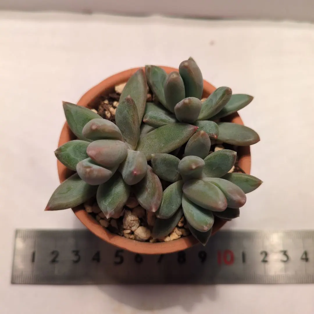 2026年最新】千代田の松の人気アイテム - メルカリ