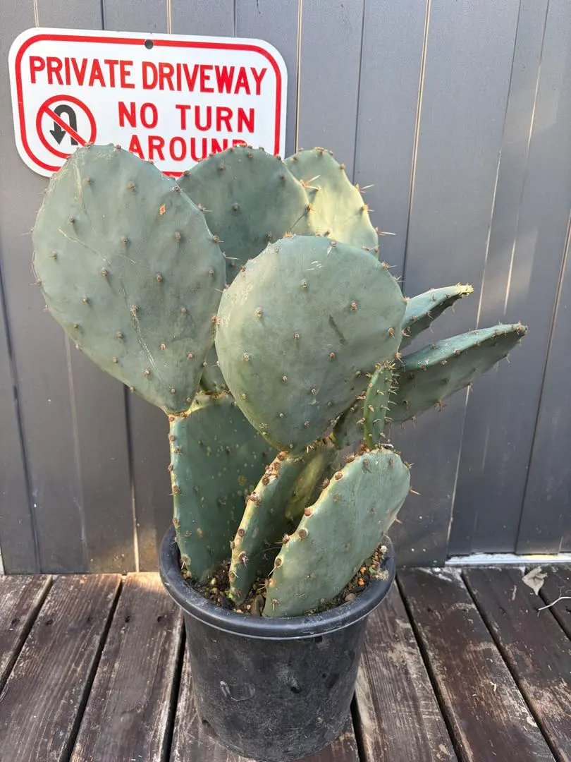 2026年最新】フミフサの人気アイテム - メルカリ