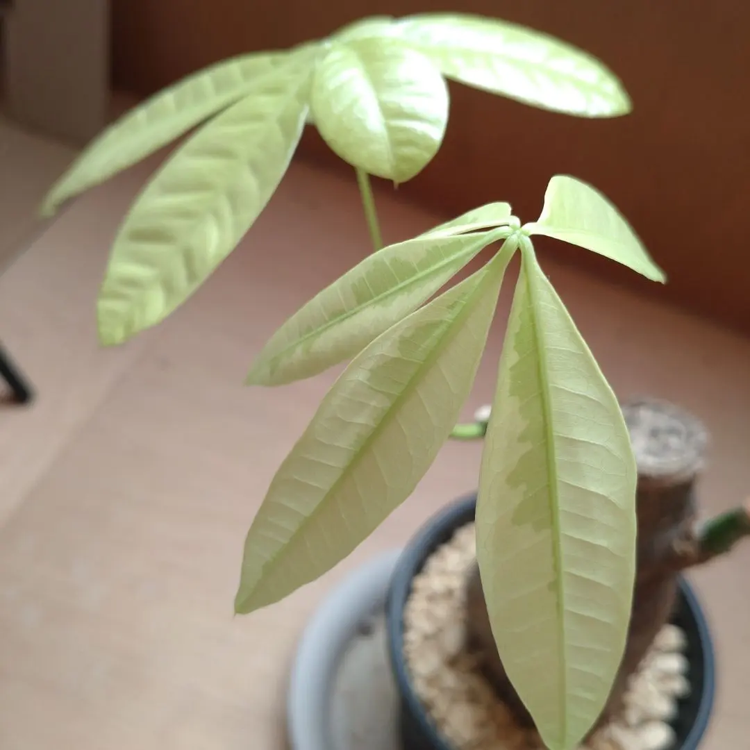 2026年最新】パキラムーンライトの人気アイテム - メルカリ