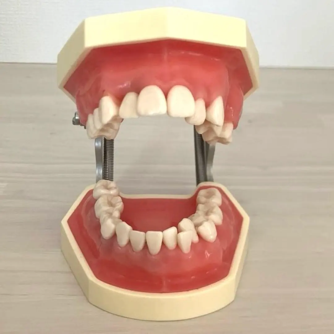 2026年最新】顎模型 ニッシンの人気アイテム - メルカリ