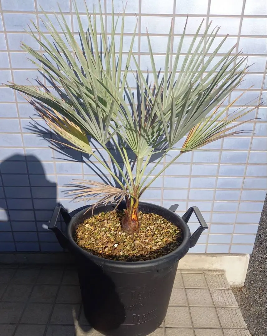 2026年最新】ブラヘア アルマータの人気アイテム - メルカリ