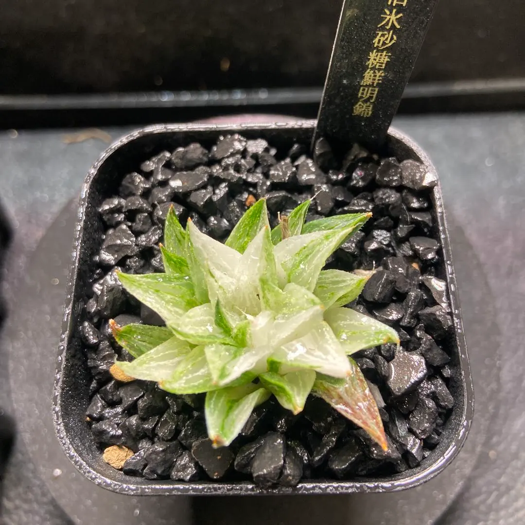 2026年最新】新氷砂糖 ハオルチアの人気アイテム - メルカリ