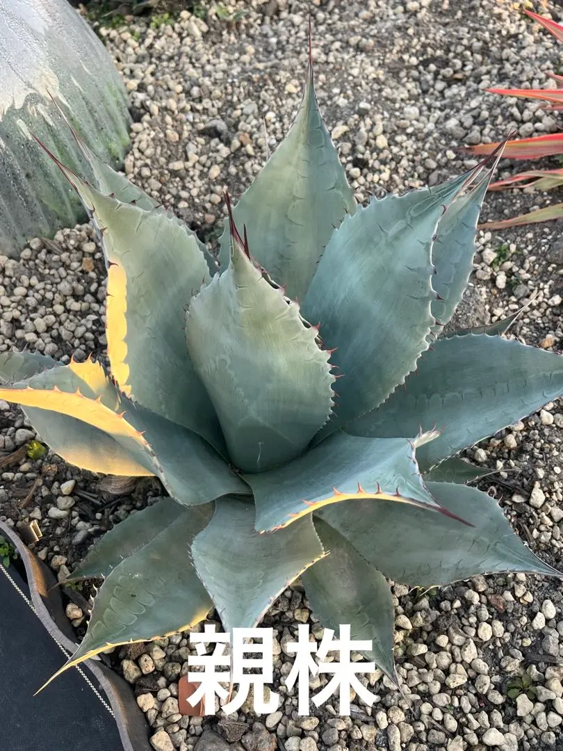 2026年最新】オバティフォリア ハイブリッドの人気アイテム - メルカリ