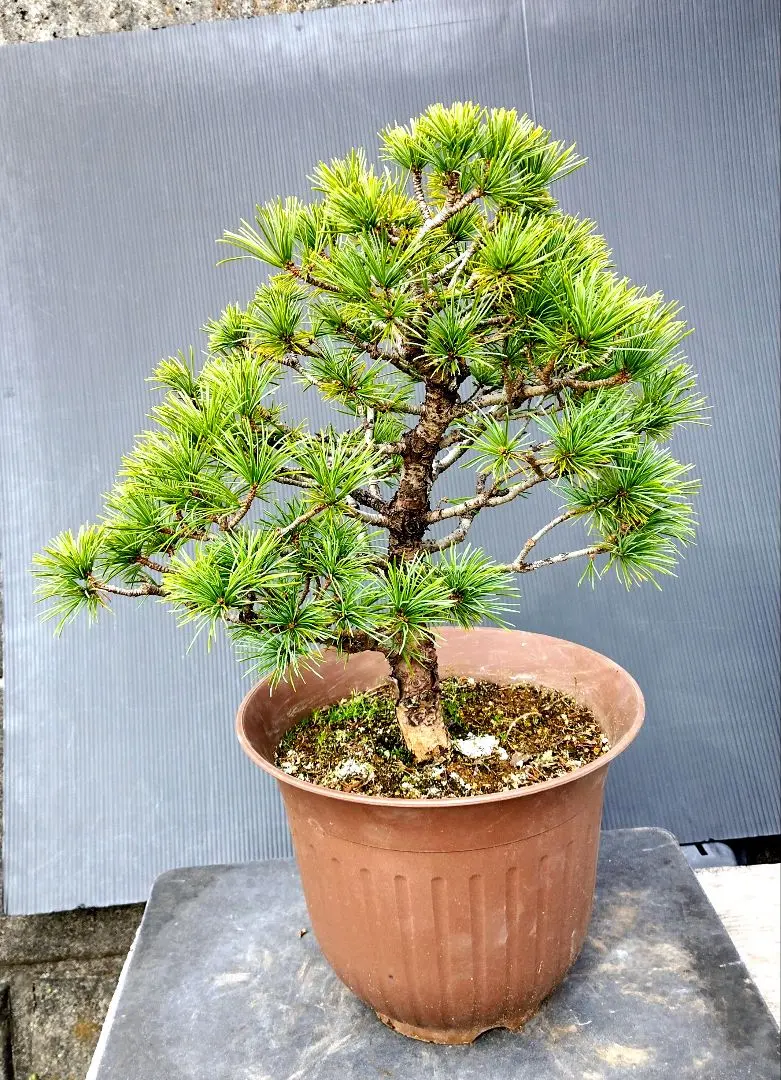 2026年最新】那須五葉松の人気アイテム - メルカリ