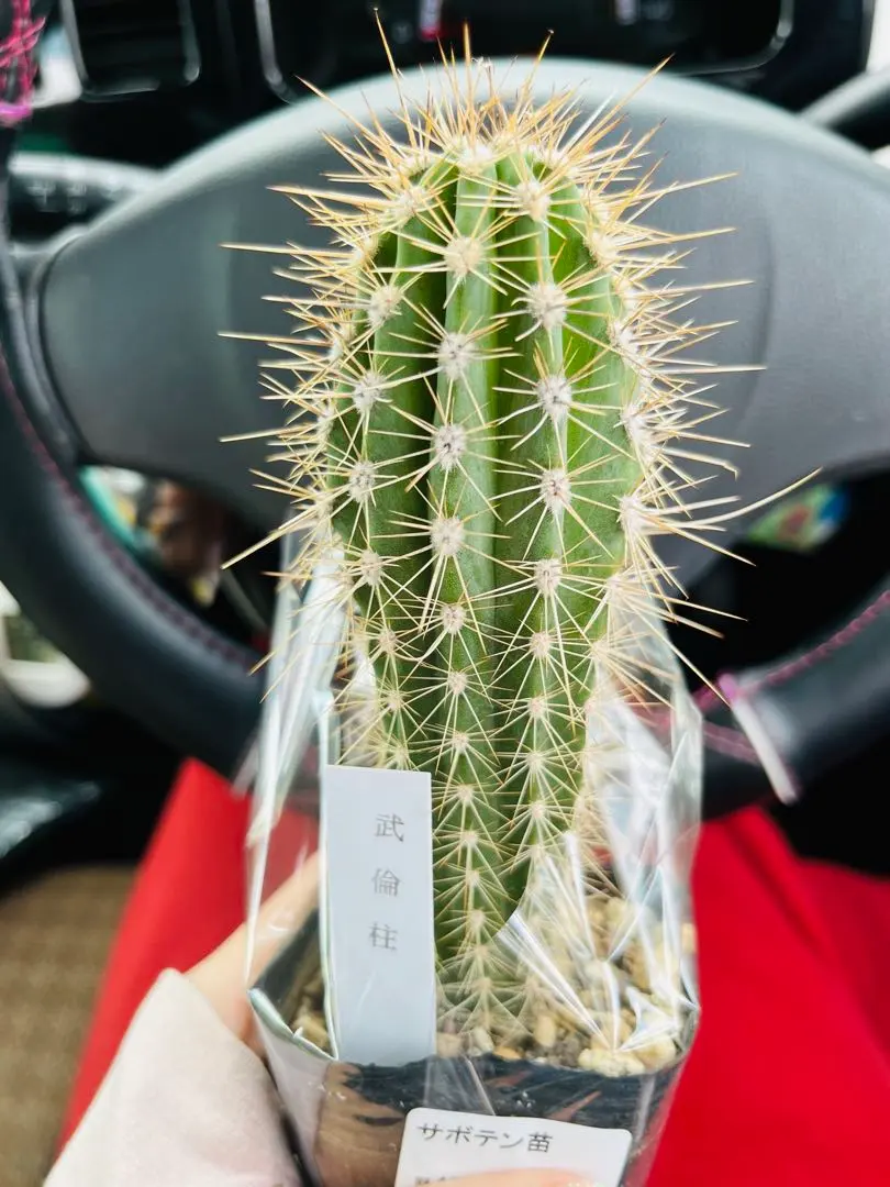 2026年最新】武倫柱の人気アイテム - メルカリ