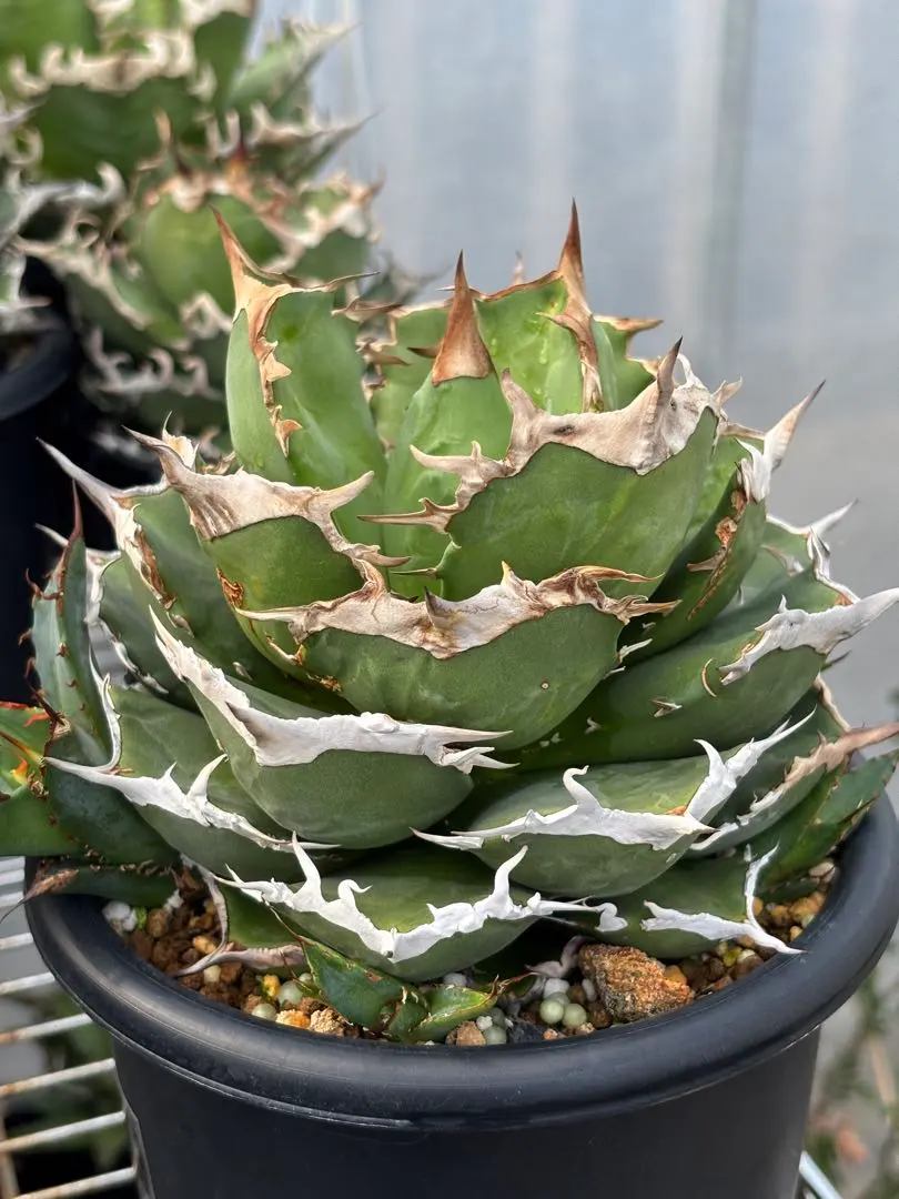 2026年最新】黒犀牛の人気アイテム - メルカリ