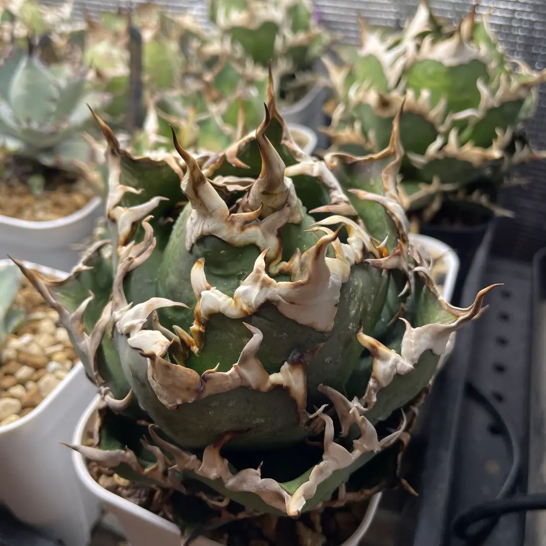 2026年最新】アガベ シーザー lizeの人気アイテム - メルカリ