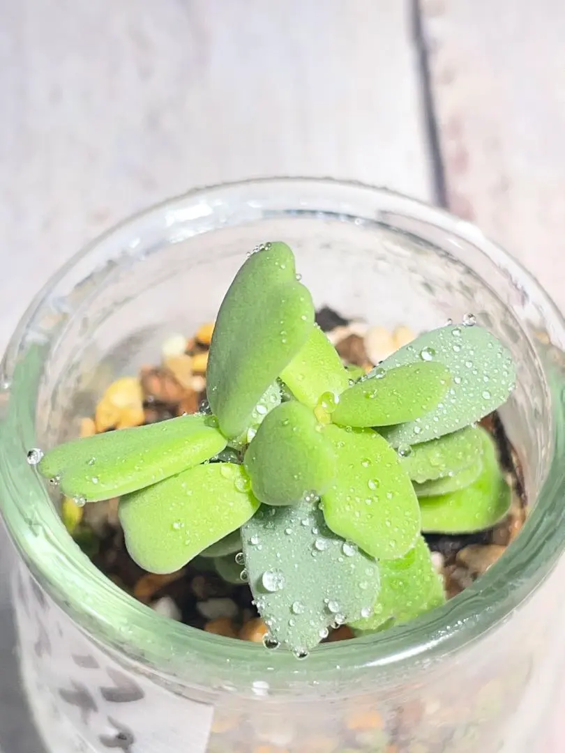 2026年最新】OZWRTの人気アイテム - メルカリ