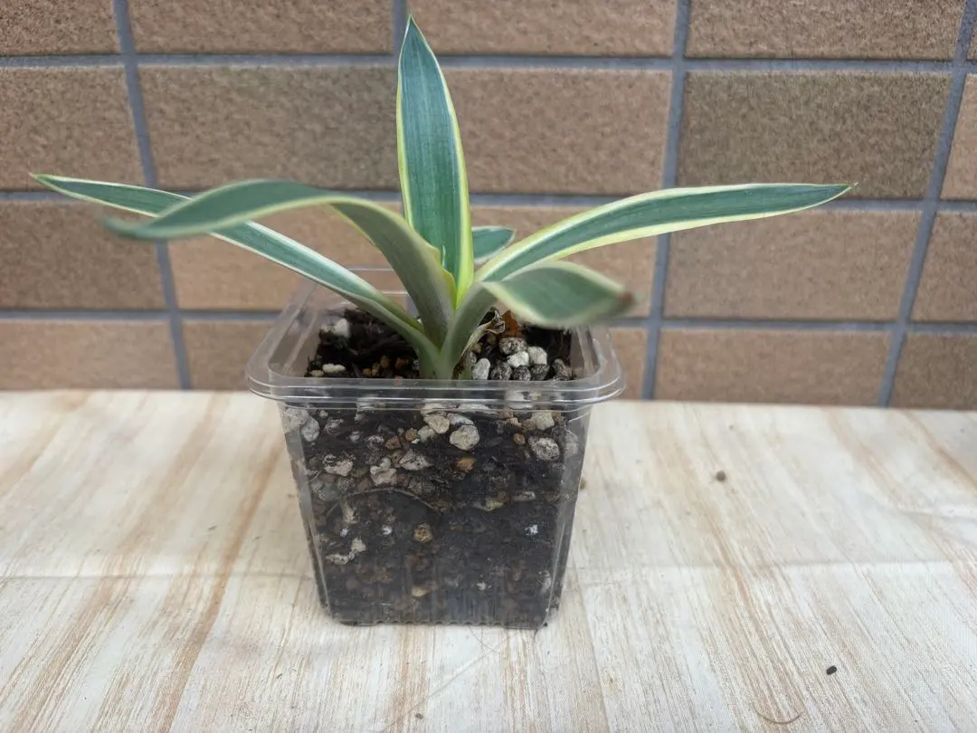 2026年最新】アガベ ブルームーンの人気アイテム - メルカリ