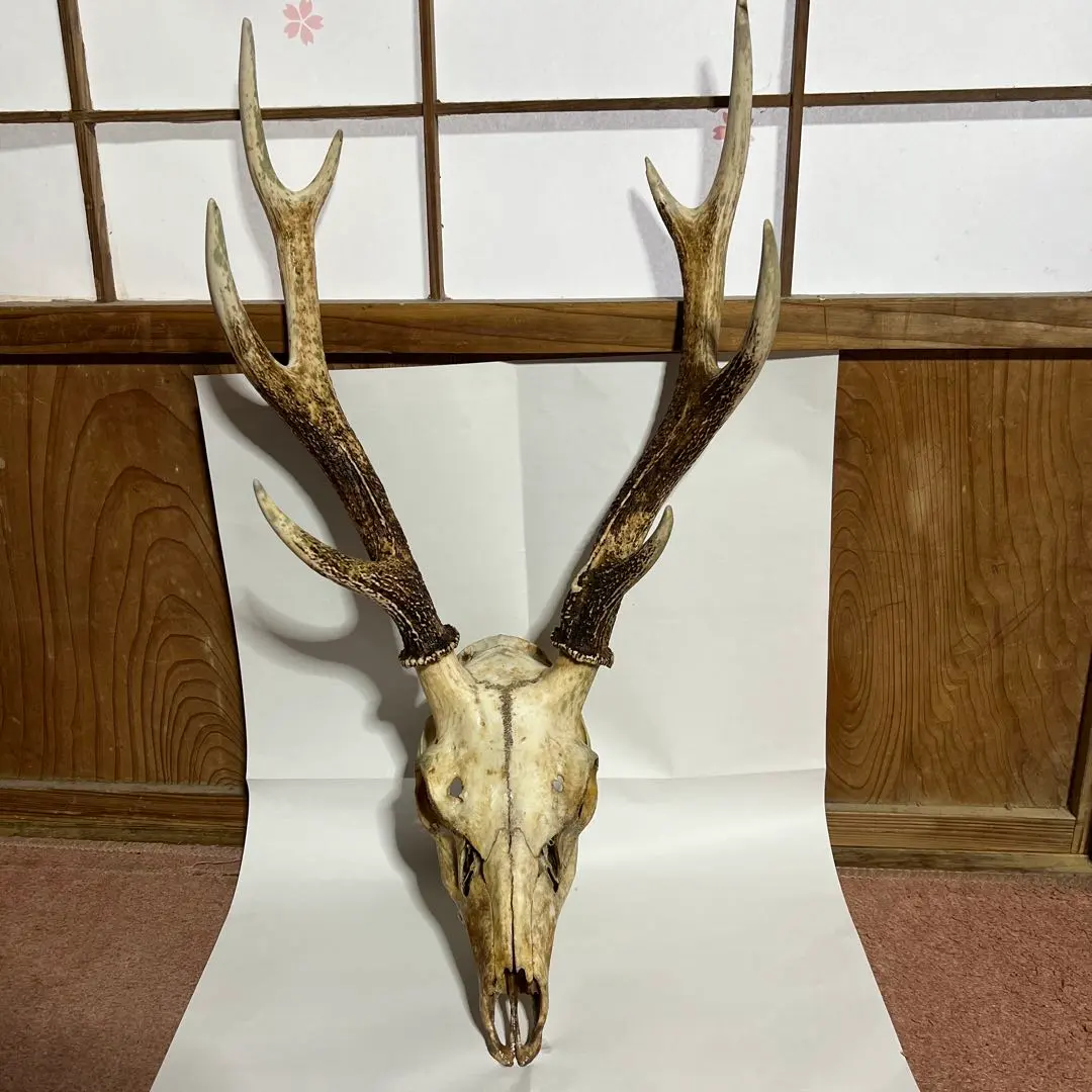 2026年最新】鹿の角頭蓋骨付きの人気アイテム - メルカリ