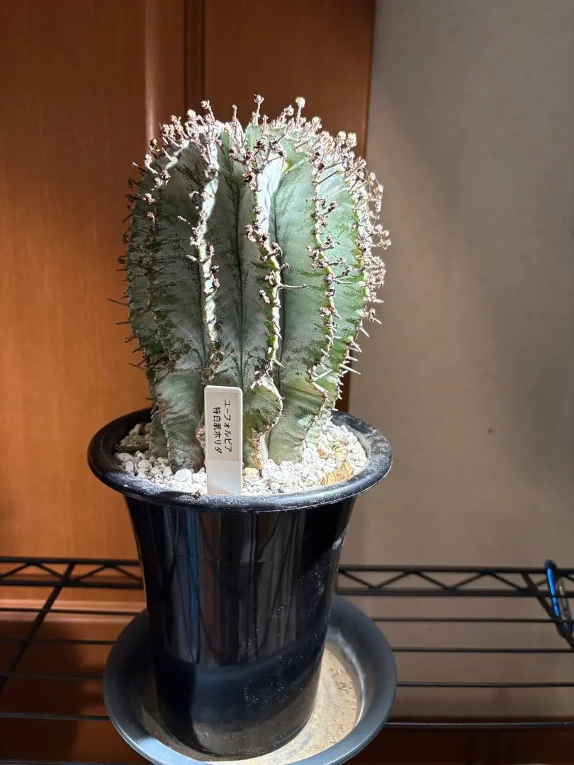 2026年最新】白肌ホリダの人気アイテム - メルカリ