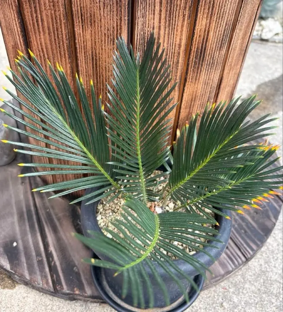 2026年最新】金環ソテツの人気アイテム - メルカリ