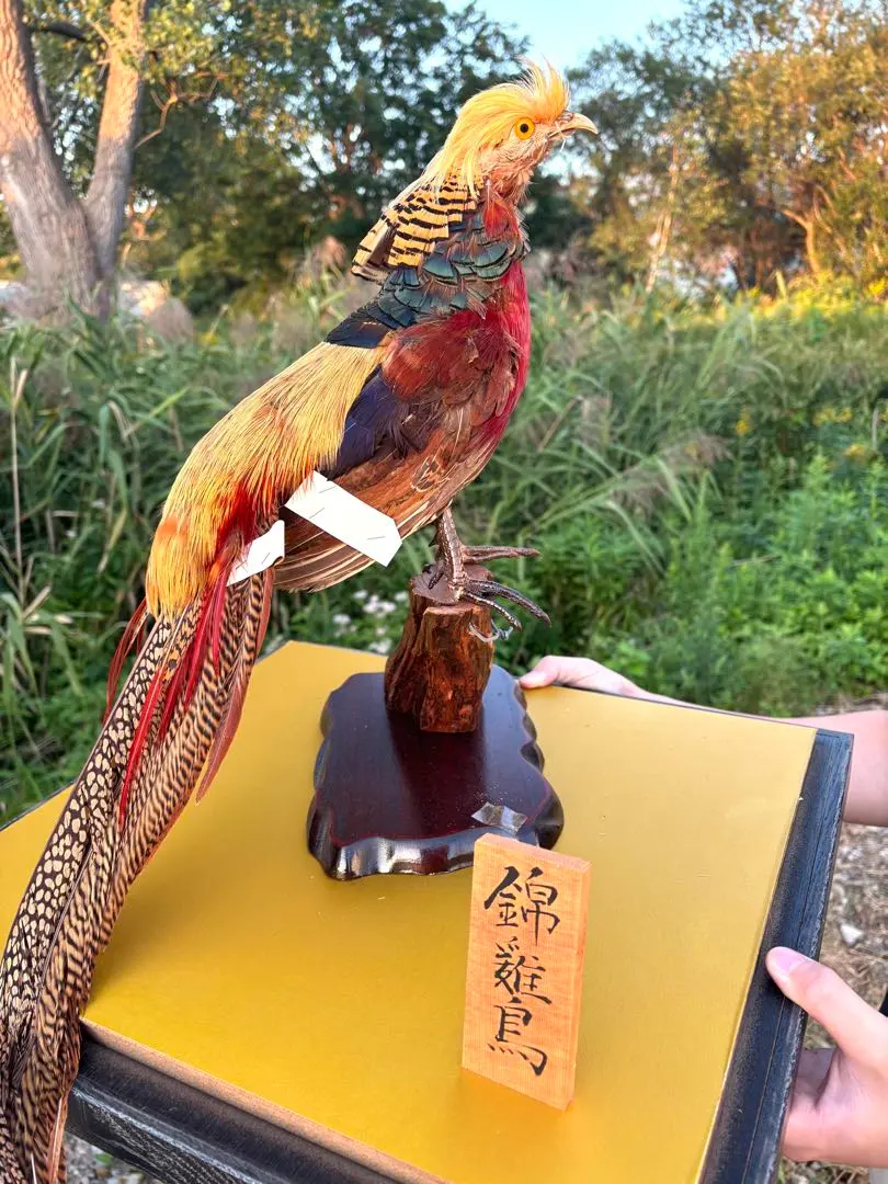 2026年最新】錦鶏鳥剥製の人気アイテム - メルカリ