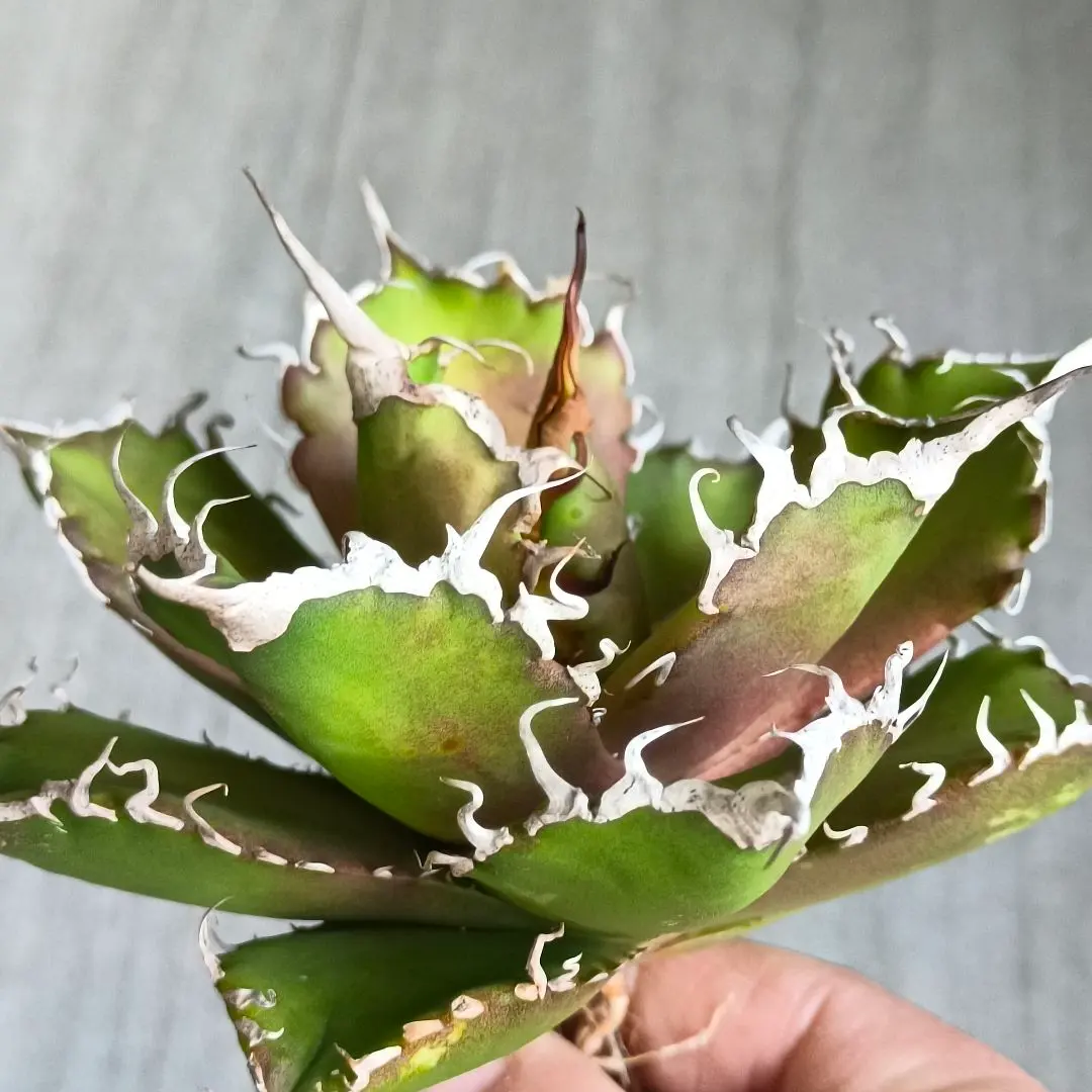 2026年最新】アガベ牛魔王の人気アイテム - メルカリ