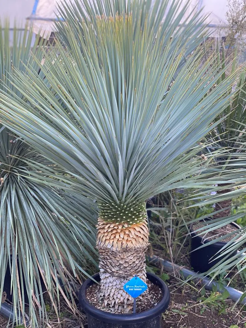 2026年最新】ユッカロストラータ ブルーサンダーの人気アイテム - メルカリ