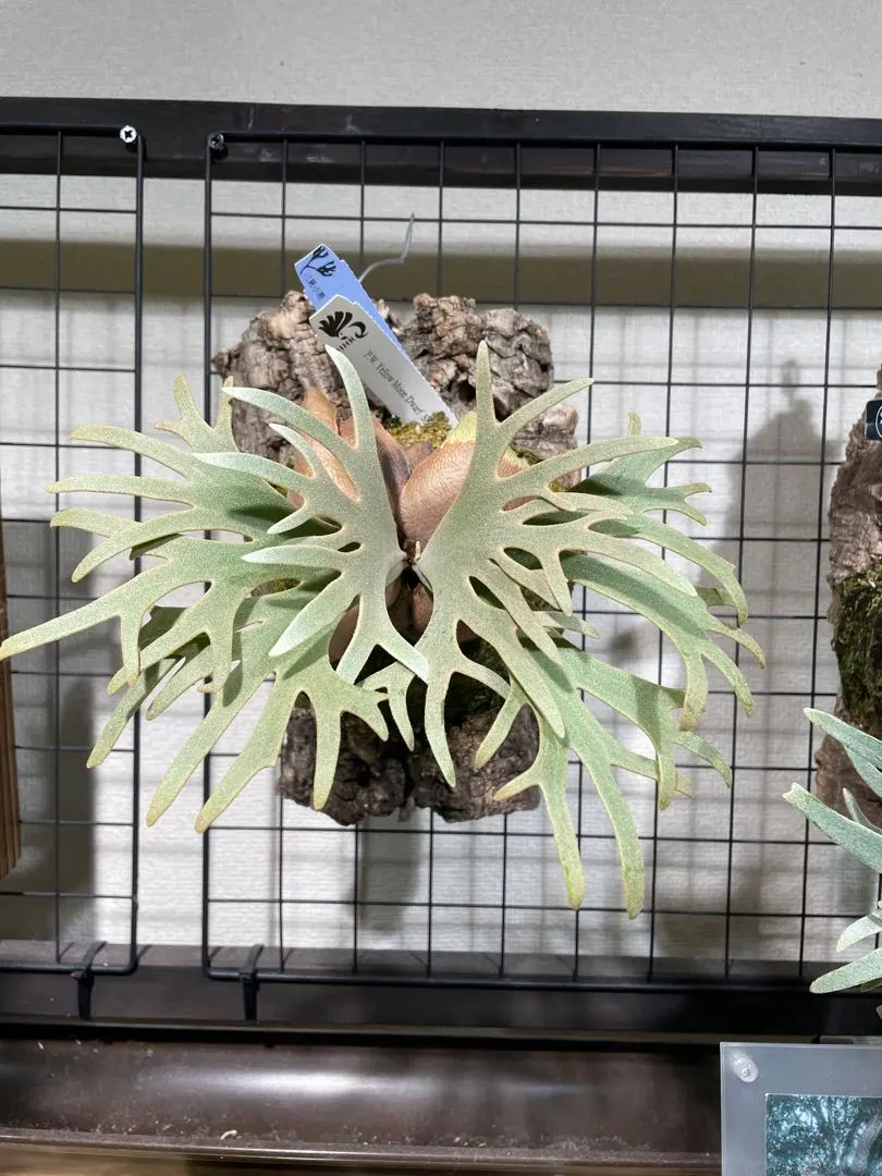 2026年最新】totor ビカクシダの人気アイテム - メルカリ