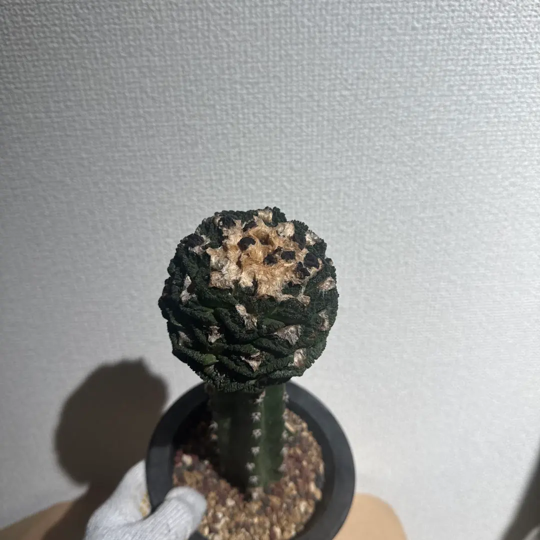 2026年最新】アリオカルプス ゴジラの人気アイテム - メルカリ