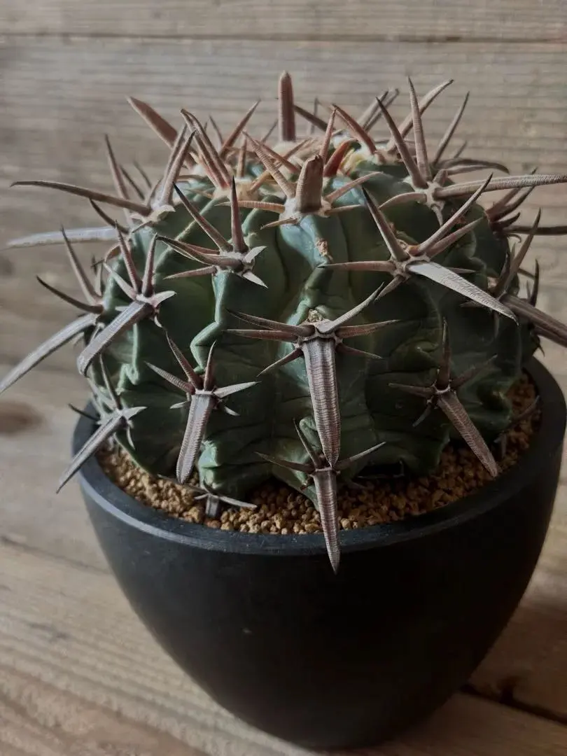 2026年最新】エキノカクタス 雷帝の人気アイテム - メルカリ