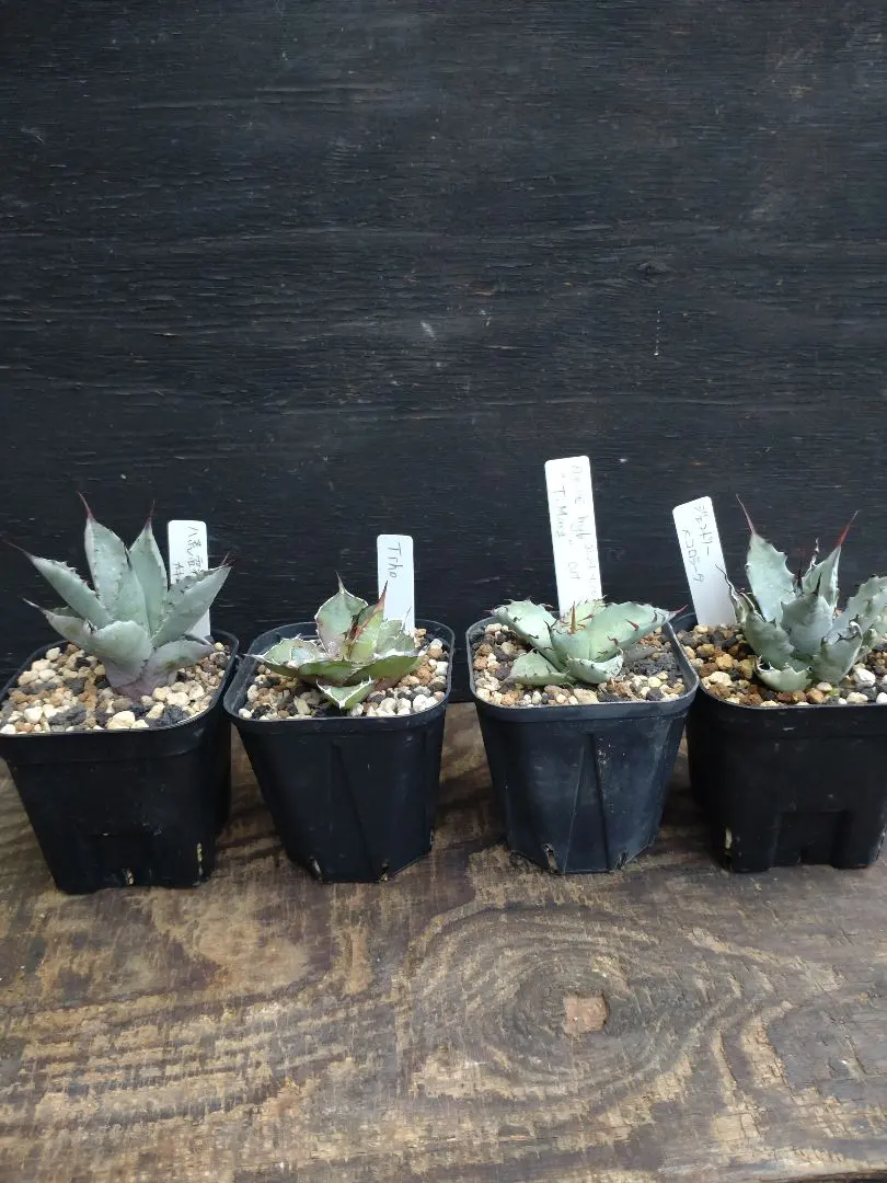 2026年最新】アガベ コロラータ ハイブリッドの人気アイテム - メルカリ