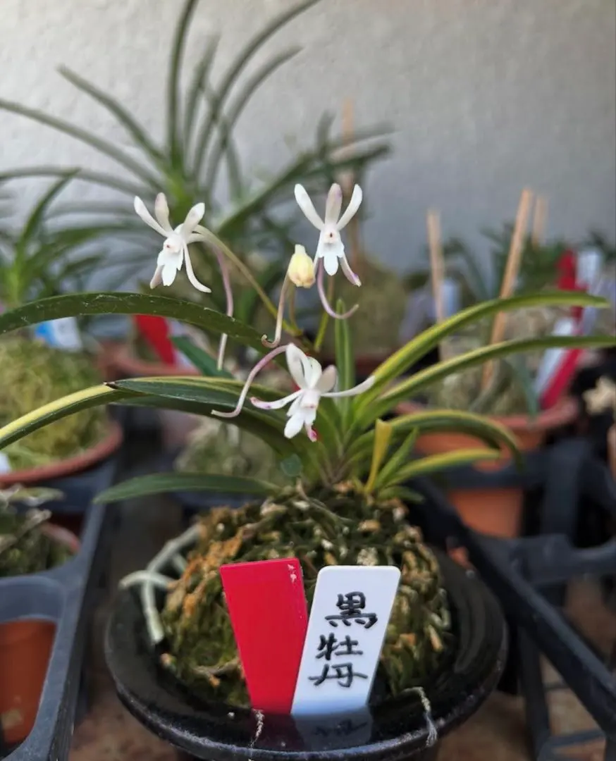 2026年最新】富貴蘭 牡丹の人気アイテム - メルカリ