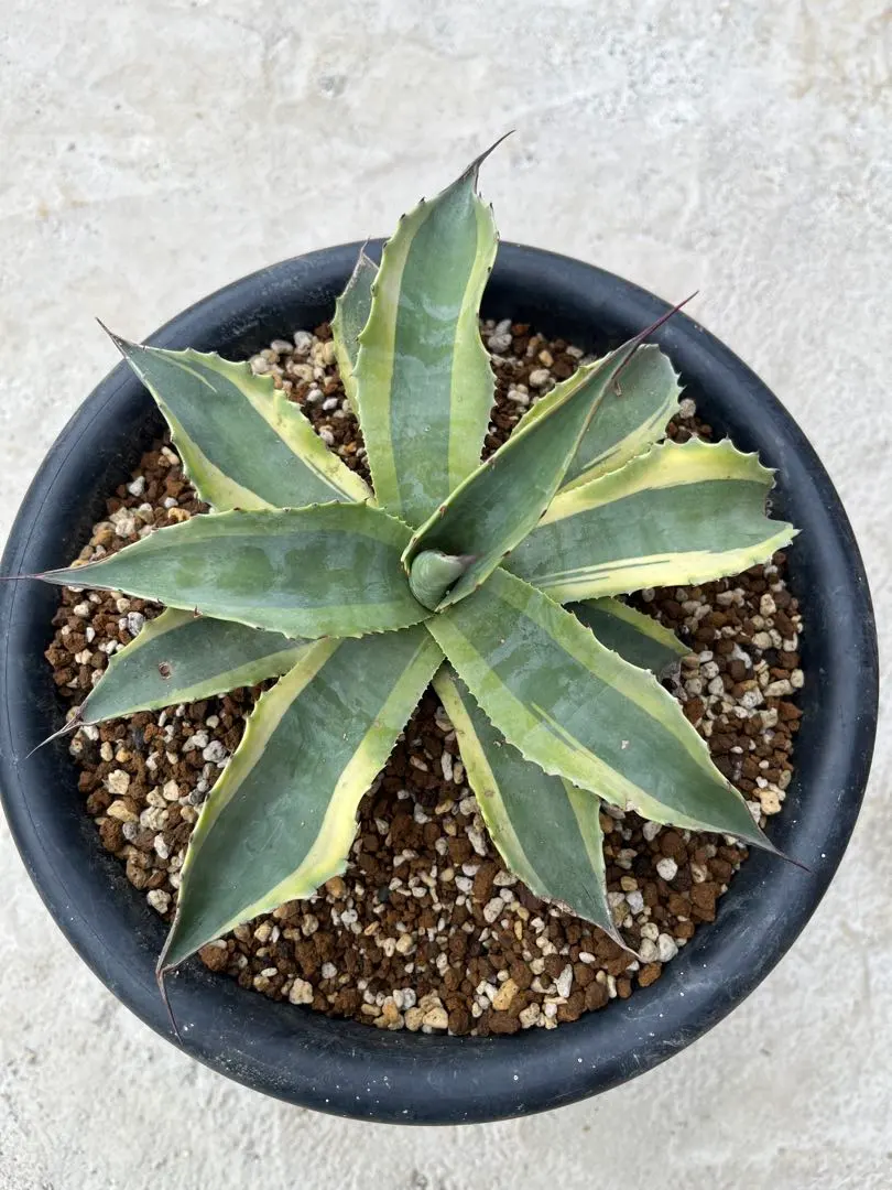 2026年最新】オバティフォリア斑入りの人気アイテム - メルカリ