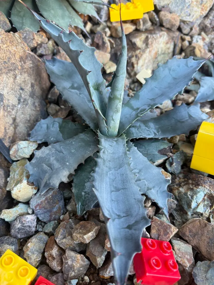 2026年最新】アガベ マルガリータの人気アイテム - メルカリ