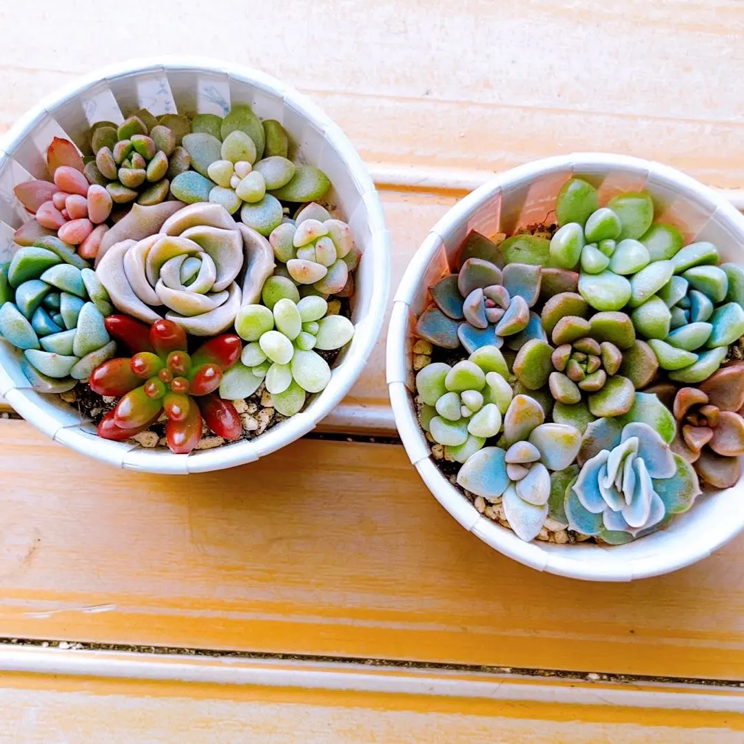 2026年最新】そのまま飾れる多肉寄植えの人気アイテム - メルカリ