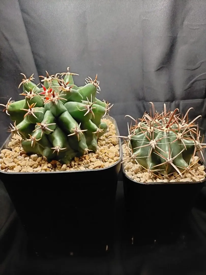 2026年最新】フェロカクタス 巨鷲玉の人気アイテム - メルカリ