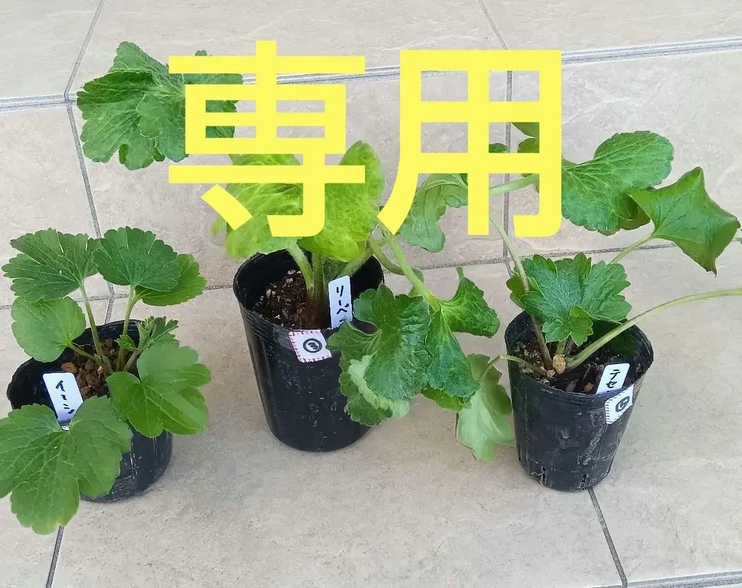 2026年最新】ラナンキュラスラックス テセウスの人気アイテム - メルカリ