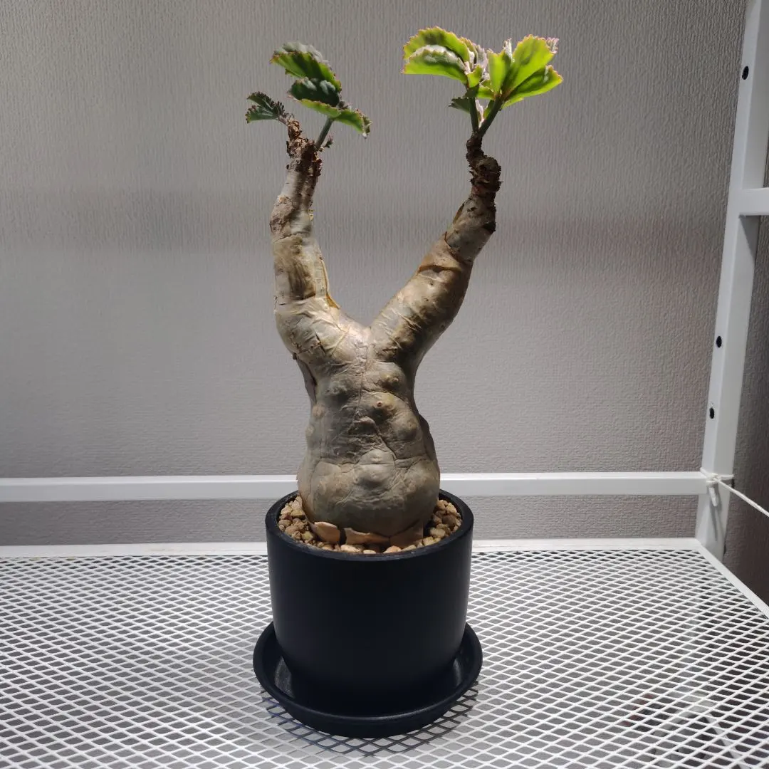 2026年最新】キフォステンマの人気アイテム - メルカリ