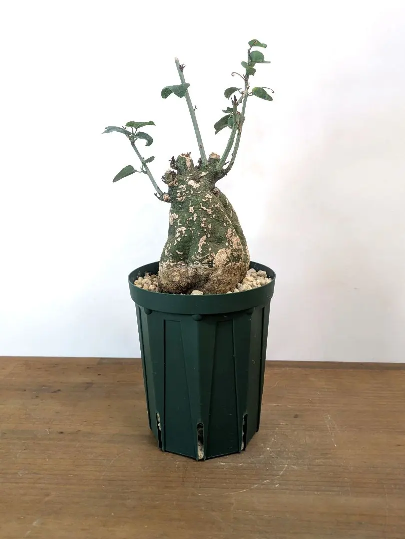 2026年最新】アデニア スピノーサの人気アイテム - メルカリ