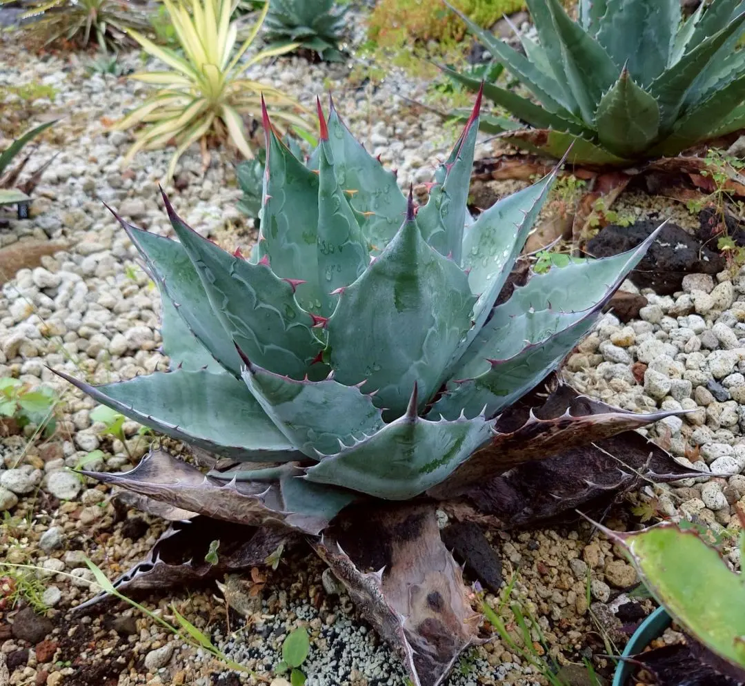 2026年最新】アガベ ブルーブライアンの人気アイテム - メルカリ