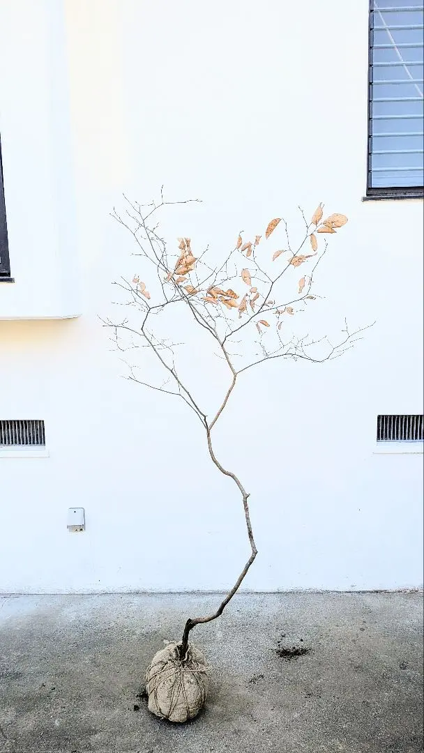 2026年最新】山採り ヤマコウバシの人気アイテム - メルカリ