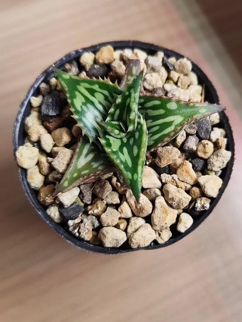 2026年最新】ヘミンギーの人気アイテム - メルカリ