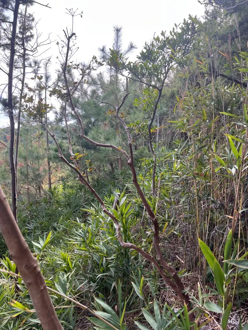 2026年最新】山採り ミツバツツジの人気アイテム - メルカリ