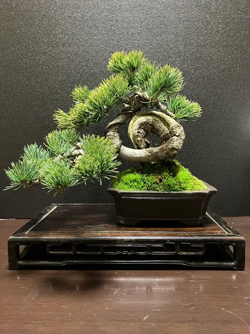 2026年最新】銀八房五葉松の人気アイテム - メルカリ