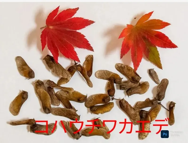 2026年最新】コハウチワカエデの人気アイテム - メルカリ