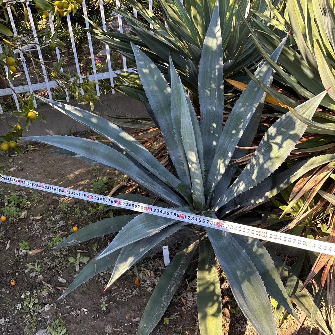 2026年最新】アガベ オアハカセンシスの人気アイテム - メルカリ