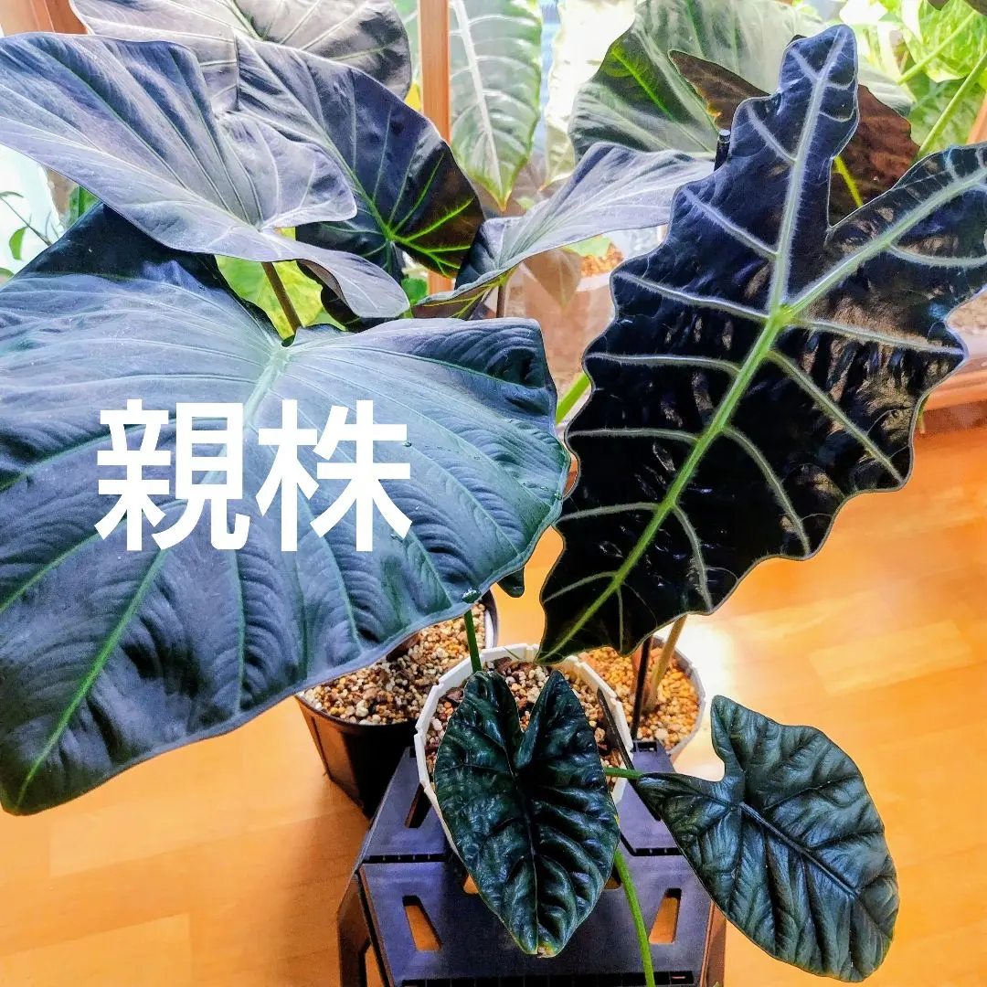 2026年最新】アロカシアリーガルシールズの人気アイテム - メルカリ