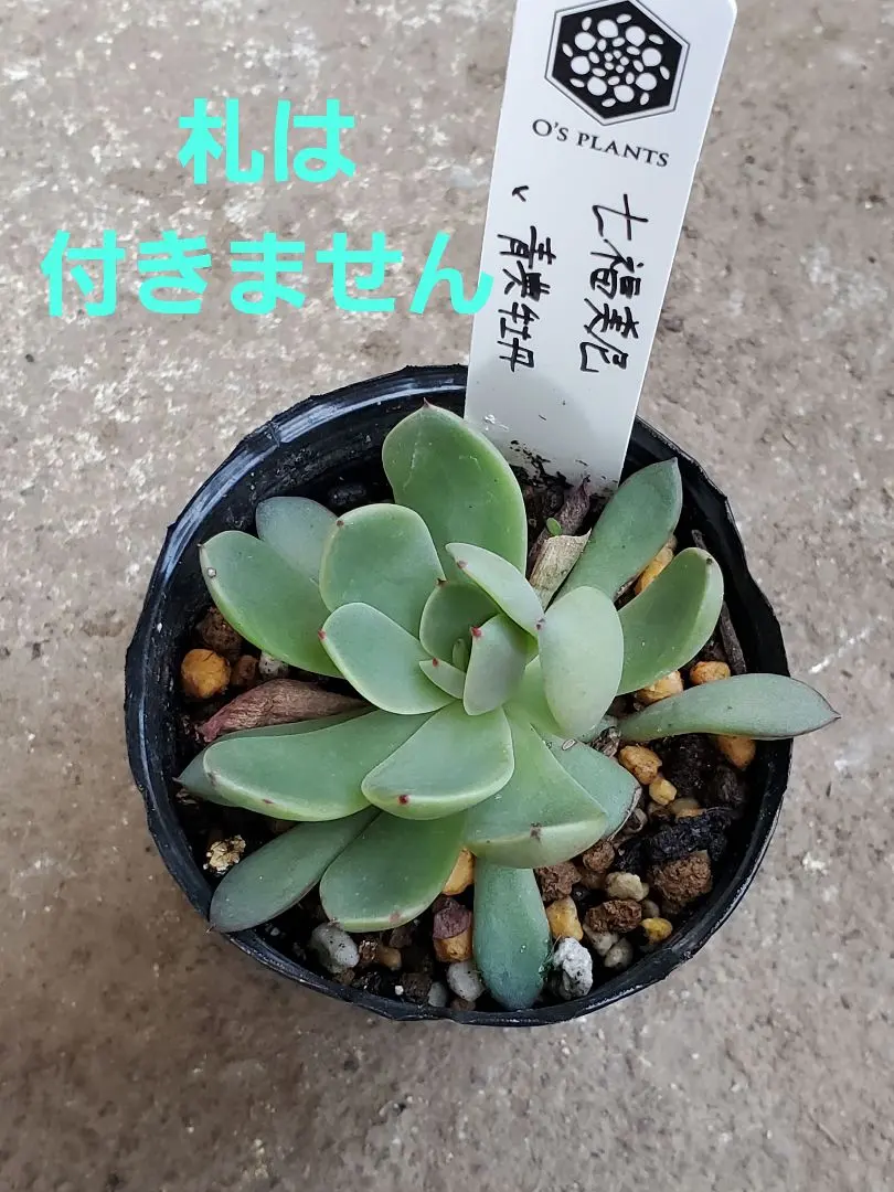 2026年最新】青典牡丹の人気アイテム - メルカリ