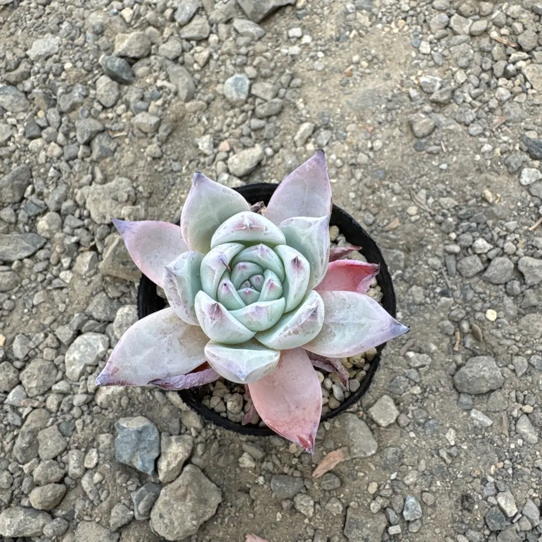 2026年最新】コロラータ ナウアラの人気アイテム - メルカリ