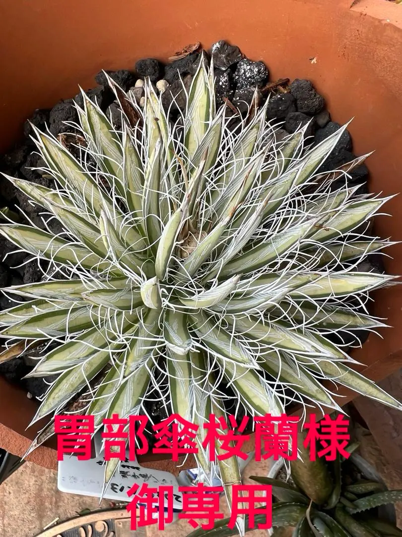2026年最新】姫乱れ雪 アガベの人気アイテム - メルカリ