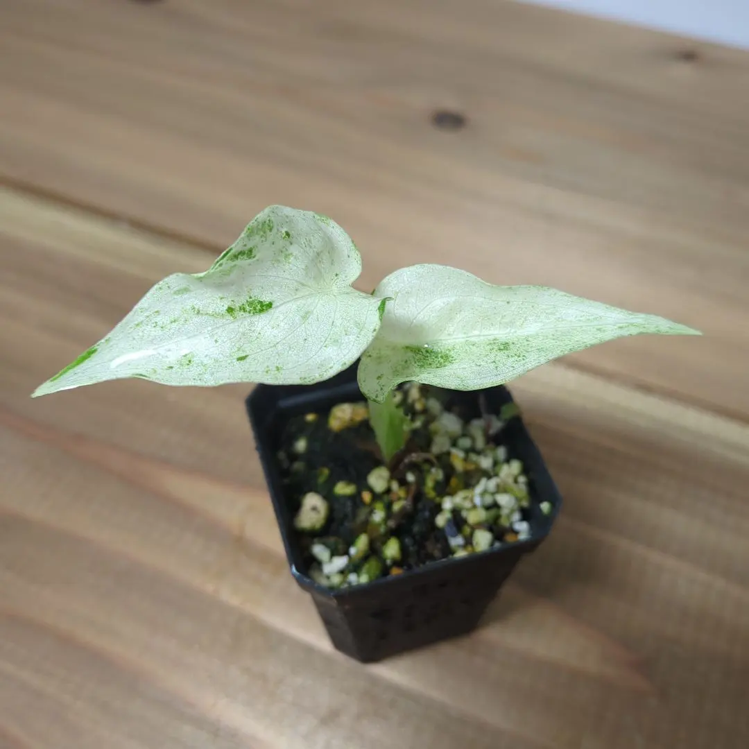 2026年最新】アロカシア ククラータの人気アイテム - メルカリ