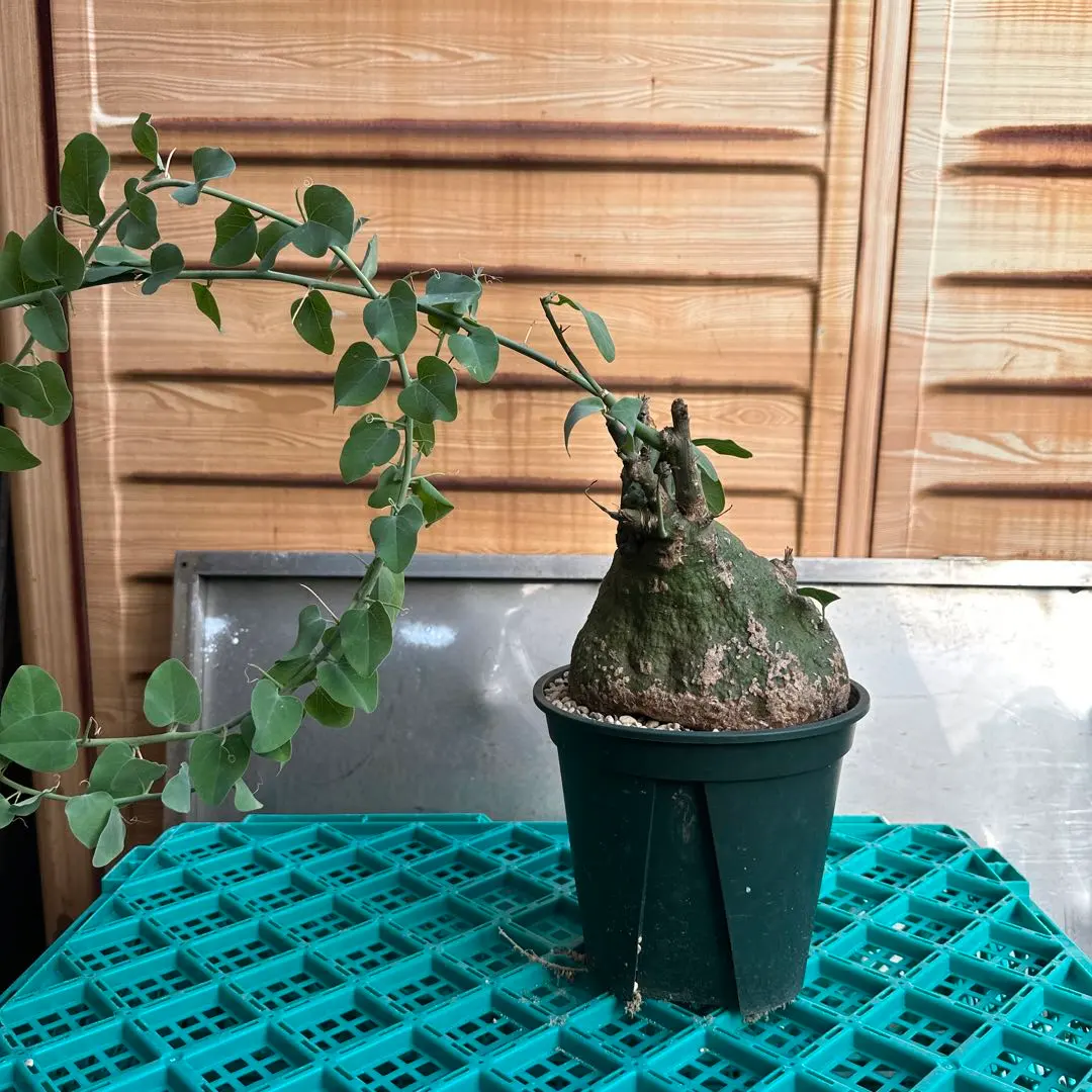 2026年最新】アデニア スピノーサの人気アイテム - メルカリ