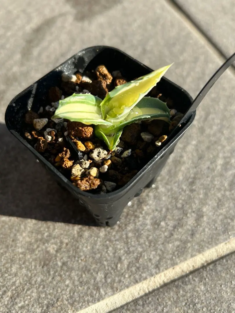 2026年最新】アガベアウェイクニングエンジェルの人気アイテム - メルカリ