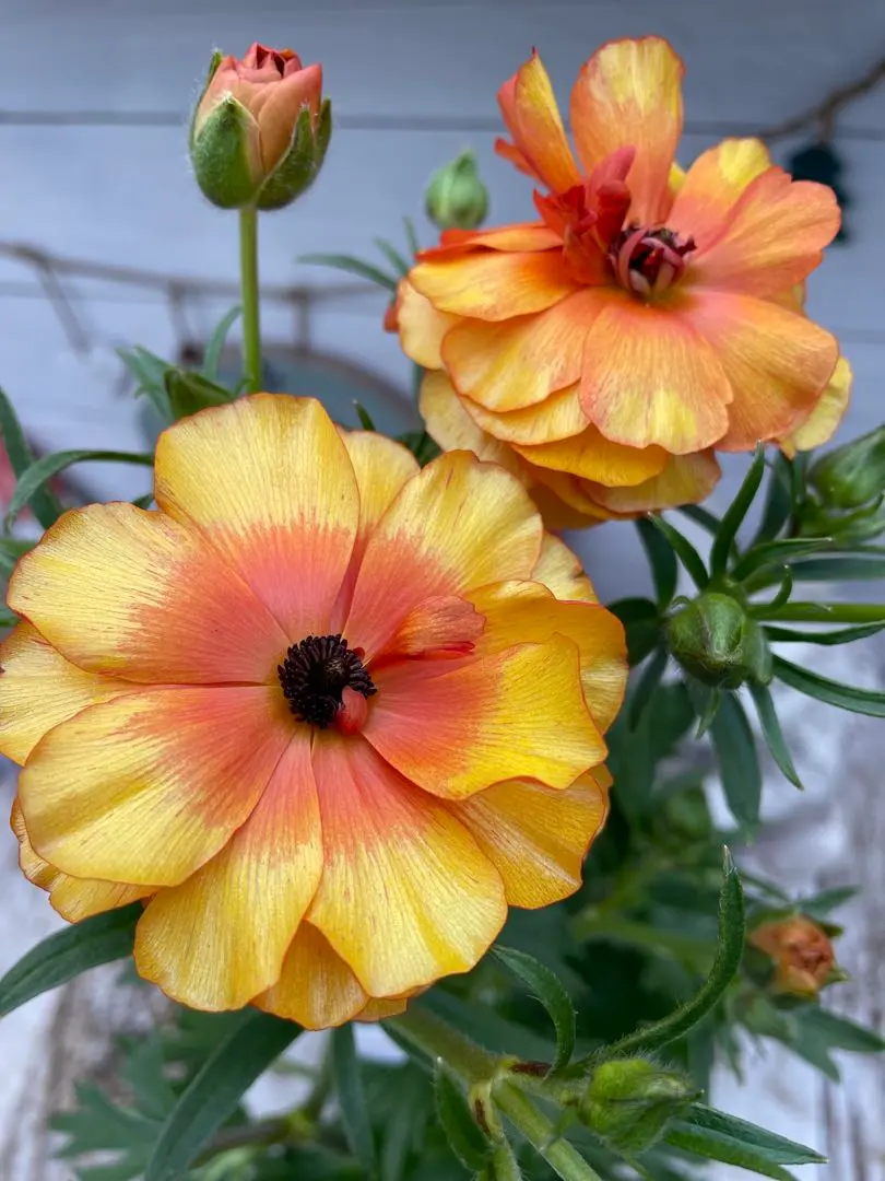 2026年最新】ラナンキュラスラックス ポスポロスの人気アイテム - メルカリ