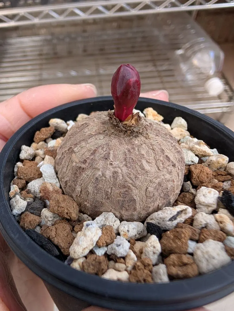 2026年最新】ユーフォルビア薔薇大戟の人気アイテム - メルカリ