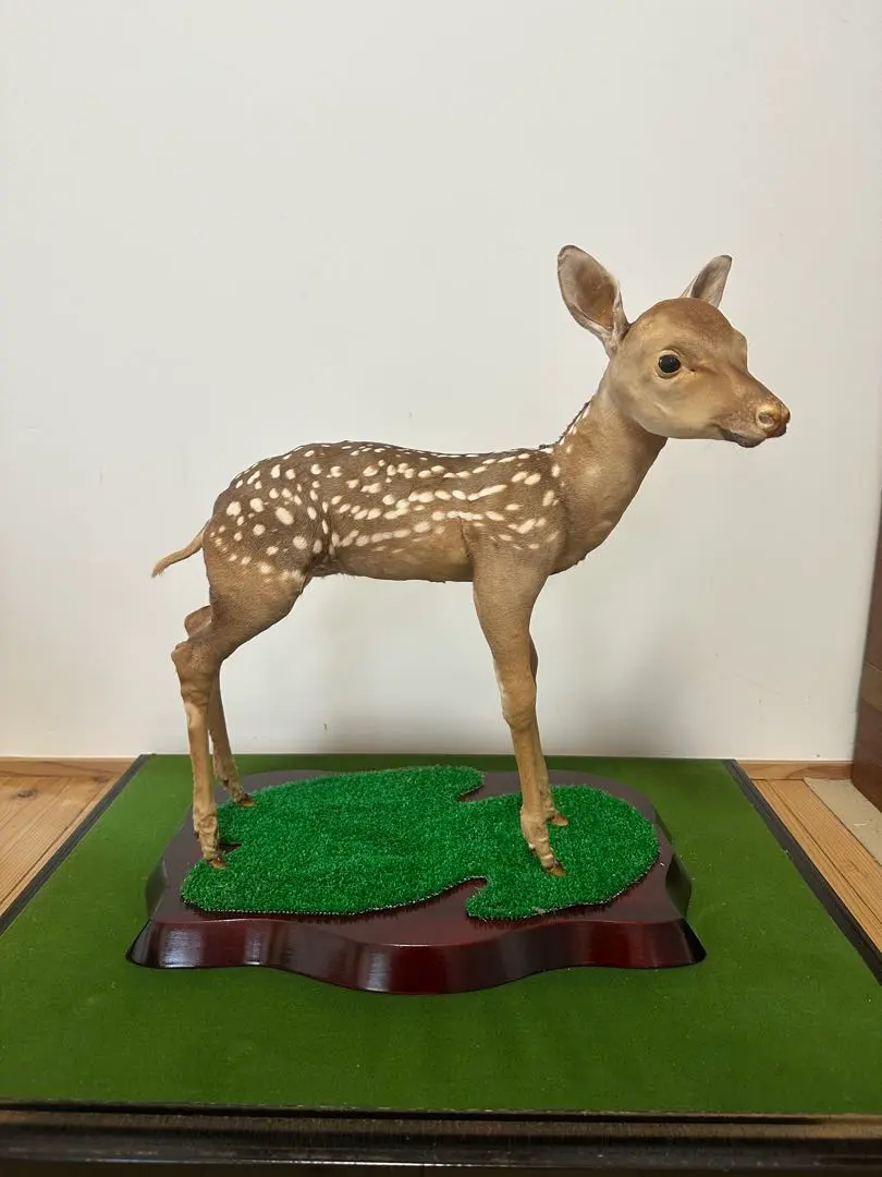 2026年最新】剥製本物 鹿の人気アイテム - メルカリ