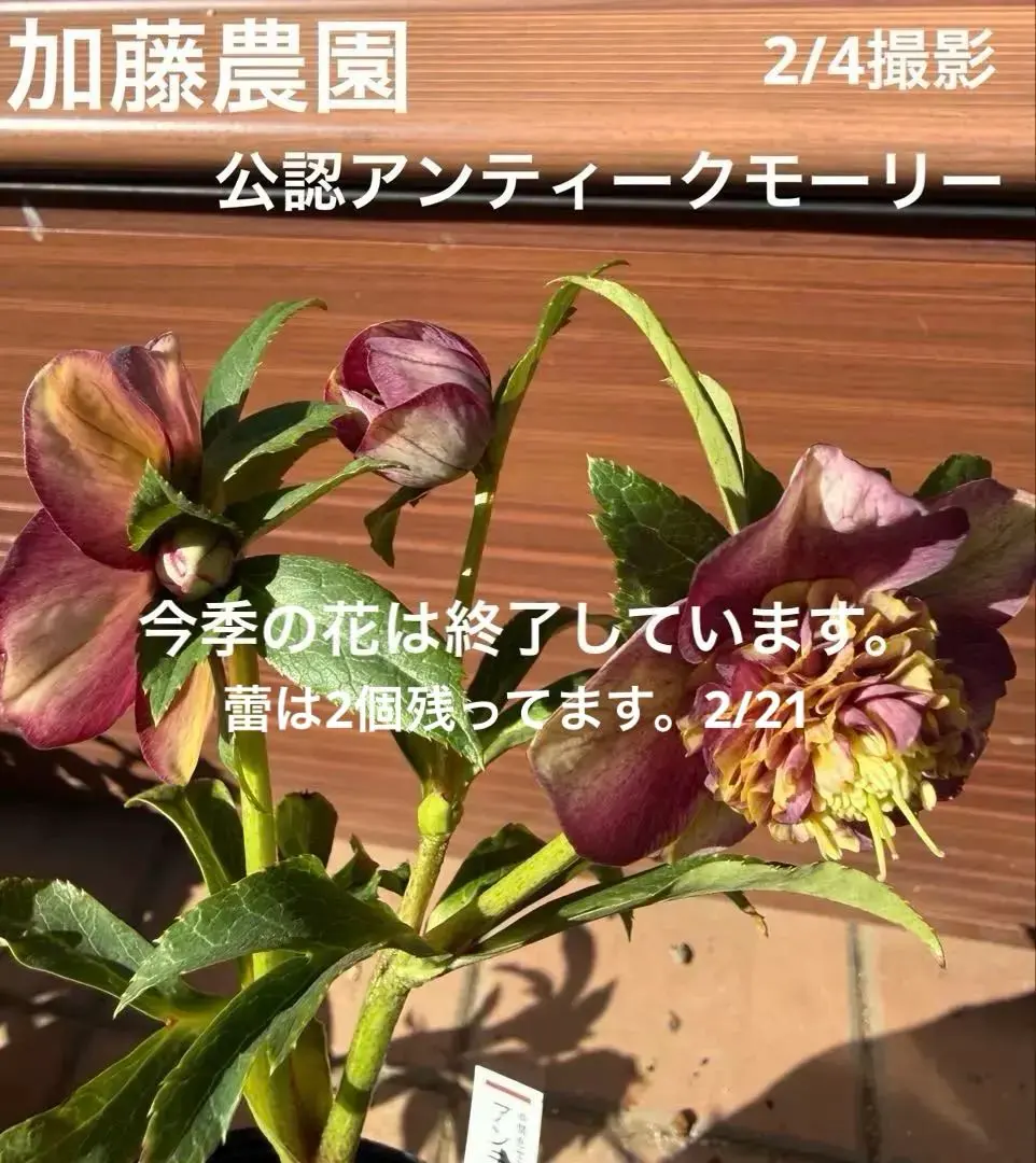 2026年最新】加藤農園モーリーの人気アイテム - メルカリ