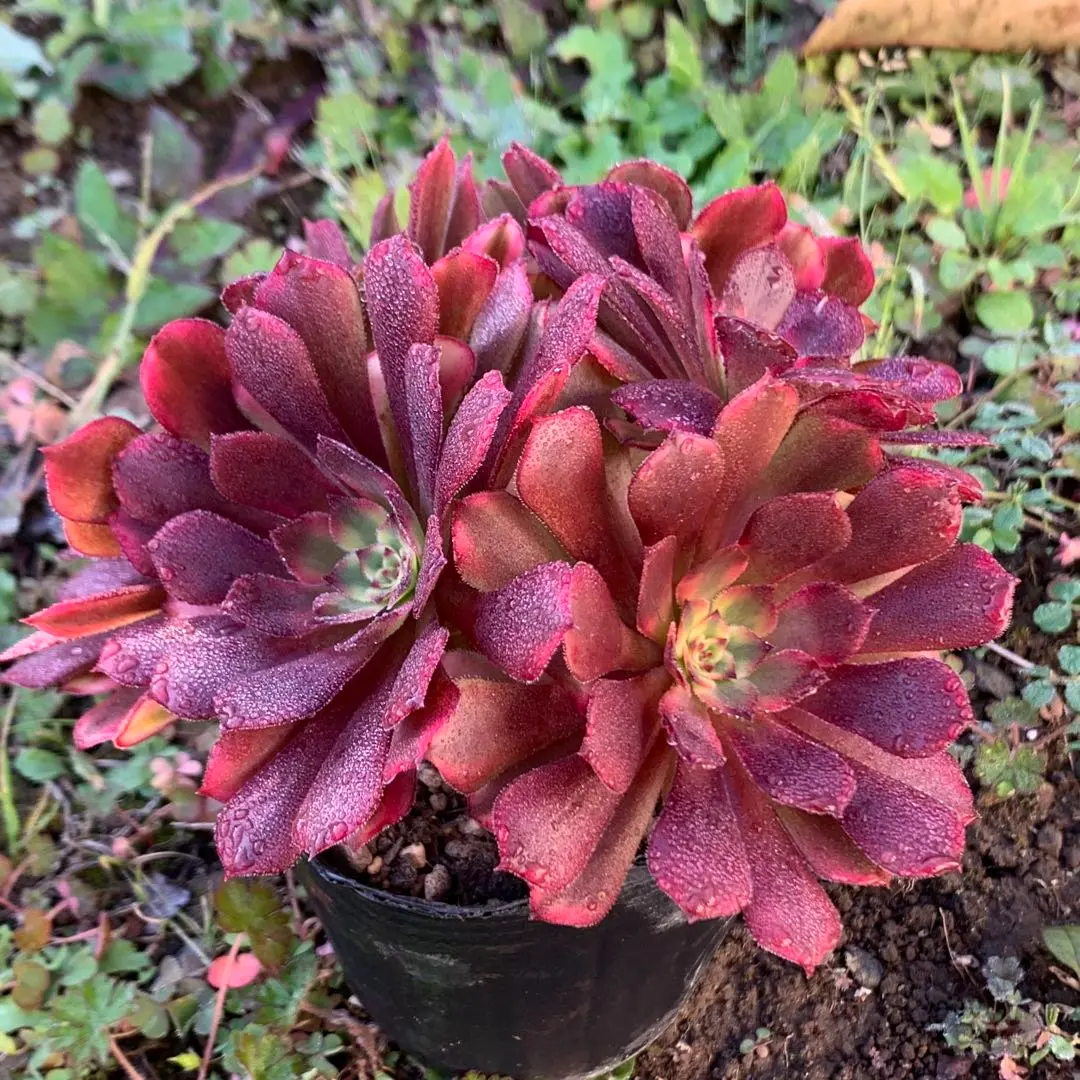 2026年最新】アエオニウム ピンクデイジーの人気アイテム - メルカリ